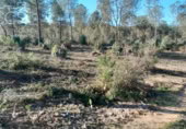 Terreno no urbanizable en venta en la España, Almonte, ref: TR129896 foto