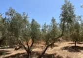 Detached villa with land for sale on España, Cozvíjar, ref: TR295268 photo
