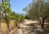 Detached villa with land for sale on España, Cozvíjar, ref: TR295268 photo