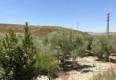 Detached villa with land for sale on España, Cozvíjar, ref: TR295268 photo