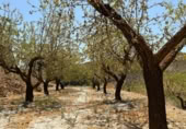 Detached villa with land for sale on España, Cozvíjar, ref: TR295268 photo