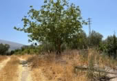 Detached villa with land for sale on España, Cozvíjar, ref: TR295268 photo