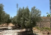 Detached villa with land for sale on España, Cozvíjar, ref: TR295268 photo