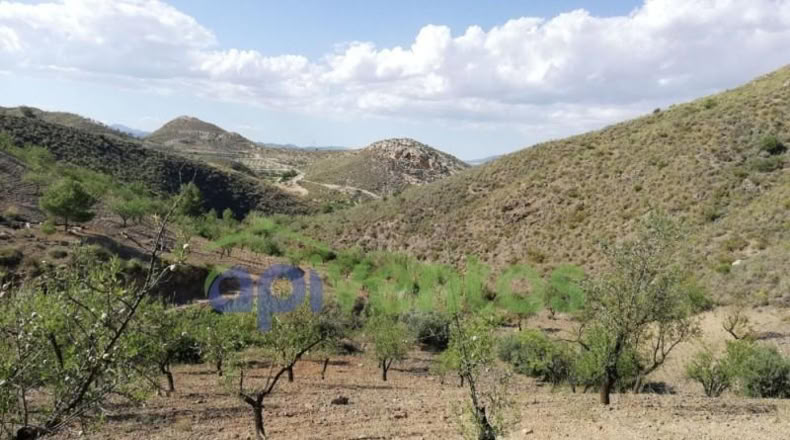 Murcia - Lorca - 50000m2