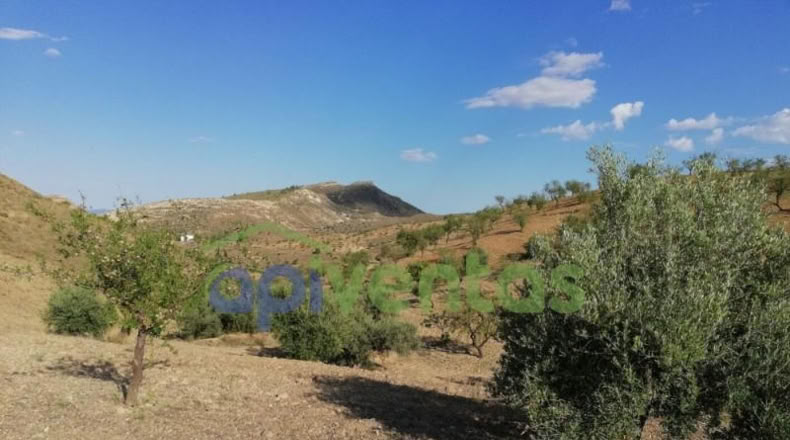 Murcia - Lorca - 50000m2