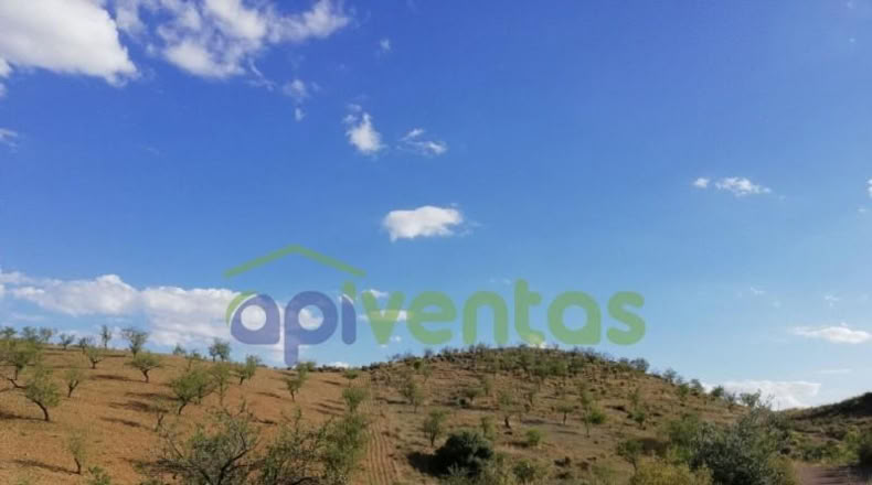 Murcia - Lorca - 50000m2