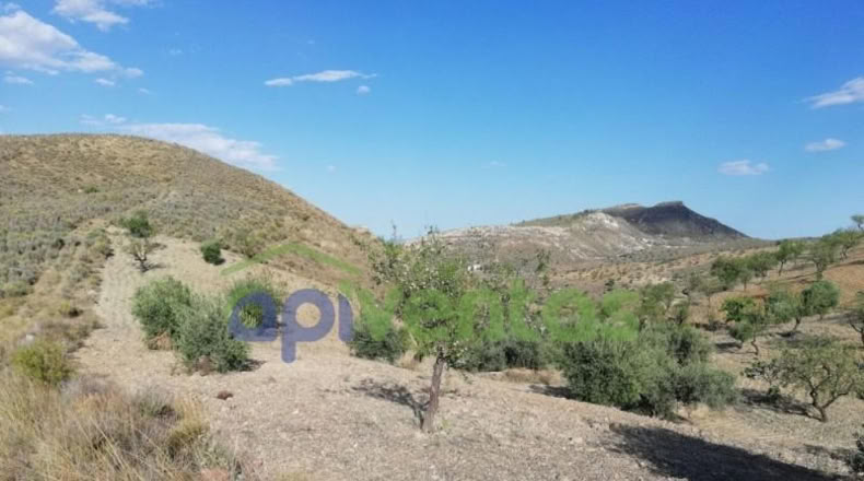 Murcia - Lorca - 50000m2