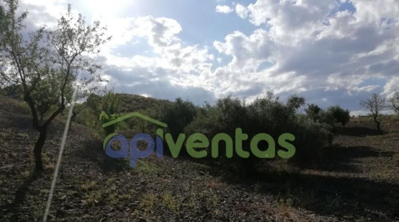 Murcia - Lorca - 50000m2