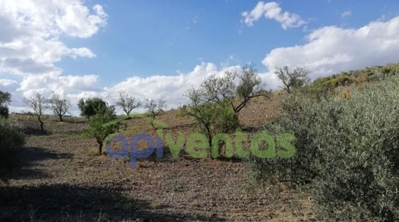 Murcia - Lorca - 50000m2
