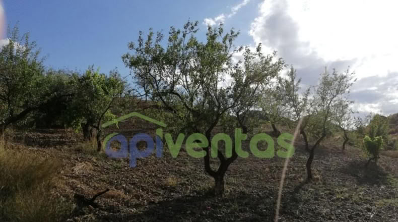 Murcia - Lorca - 50000m2