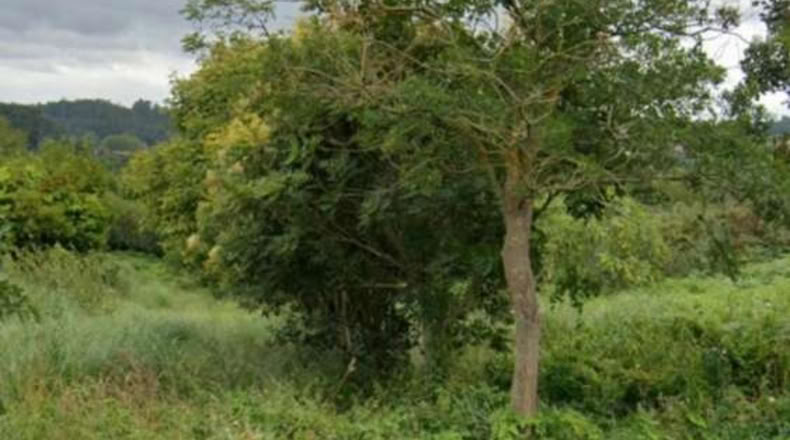 La Corunya - Liáns - 985m2