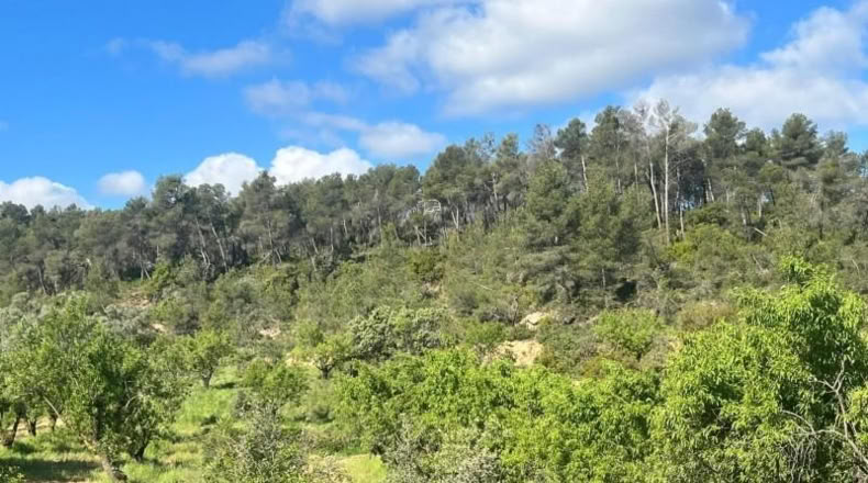 Teruel - la Freixneda - 31225m2