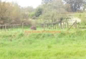 Non-developable land for sale on España, O Porriño, ref: TR113856 photo