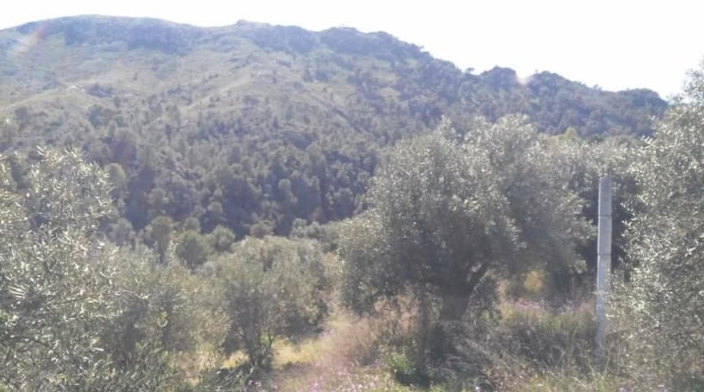 Múrcia - Calasparra - 6000m2