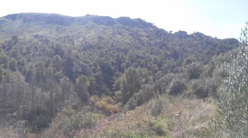 Múrcia - Calasparra - 6000m2