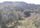 Terreny no urbanitzable en venda a la España, Calasparra, ref.: TR119491 foto