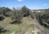 Terreny no urbanitzable en venda a la España, Calasparra, ref.: TR119491 foto