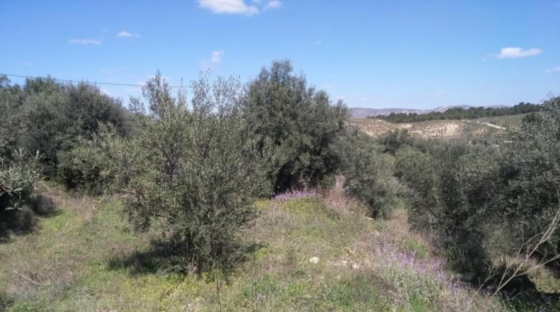 Múrcia - Calasparra - 6000m2