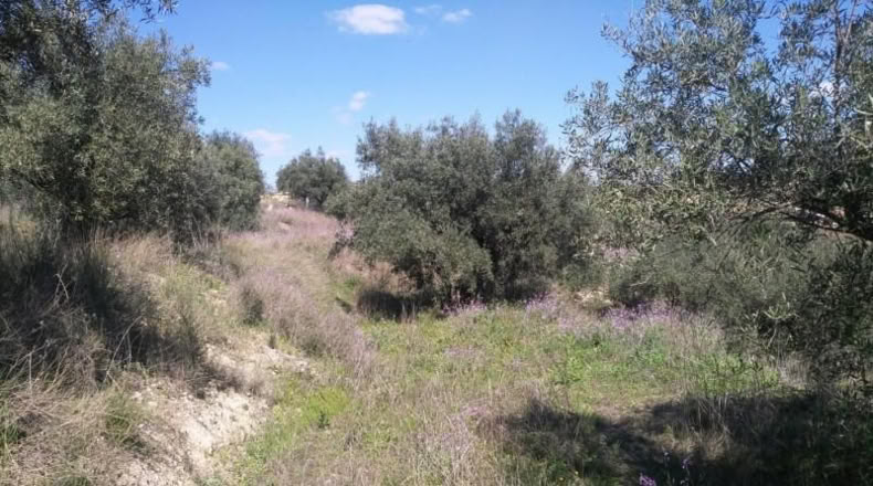 Múrcia - Calasparra - 6000m2