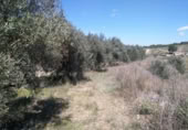 Terreny no urbanitzable en venda a la España, Calasparra, ref.: TR119491 foto