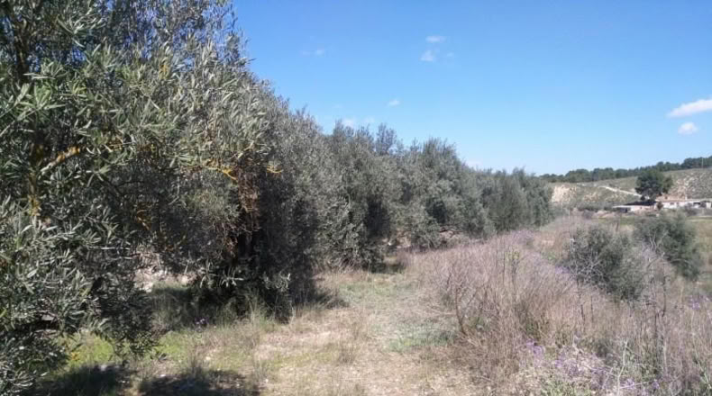 Múrcia - Calasparra - 6000m2