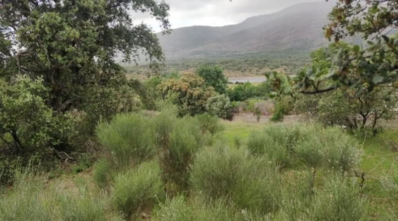 Cáceres - Plasencia - 8179m2