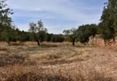 Xalet independent amb terreny en venda a la España, Valdealgorfa, ref.: TR353014 foto