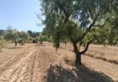 Chalet independiente con terreno en venta en la España, Valderrobres, ref: TR335971 foto
