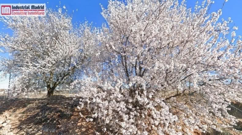 Guadalajara - Cabanillas del Campo - 35000m2