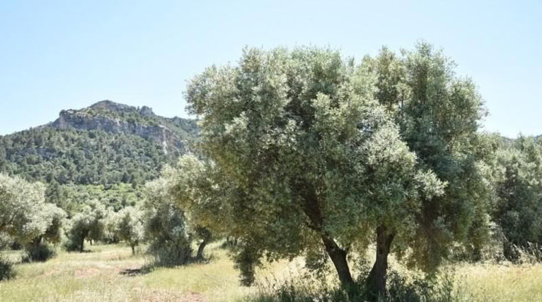 Teruel - Valderrobres - 31231m2