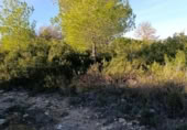 Terreny no urbanitzable en venda a la España, Bullas, ref.: TR376725 foto