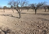 Terreny no urbanitzable en venda a la España, Bullas, ref.: TR376725 foto