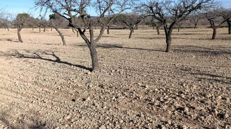 Murcia - Bullas - 11000m2
