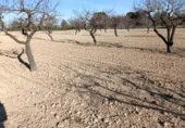Terreny no urbanitzable en venda a la España, Bullas, ref.: TR376725 foto