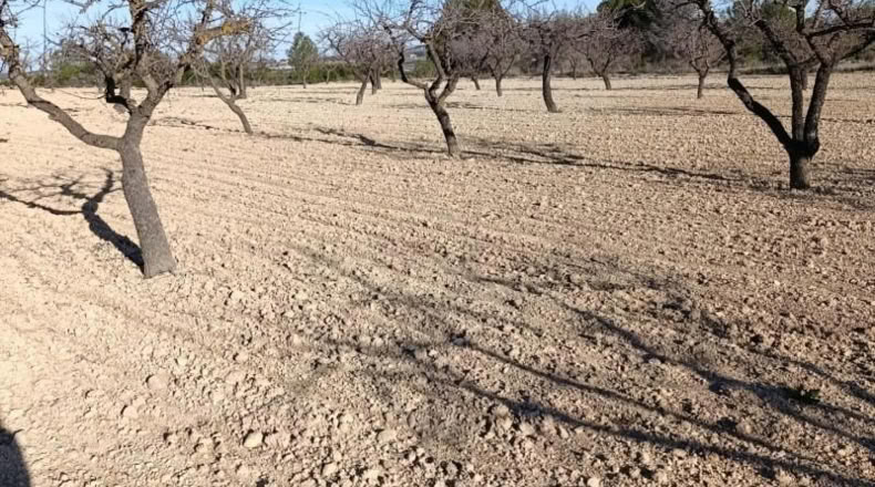 Murcia - Bullas - 11000m2