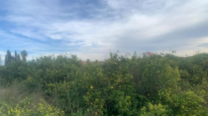 Murcia - Murcia - 2300m2