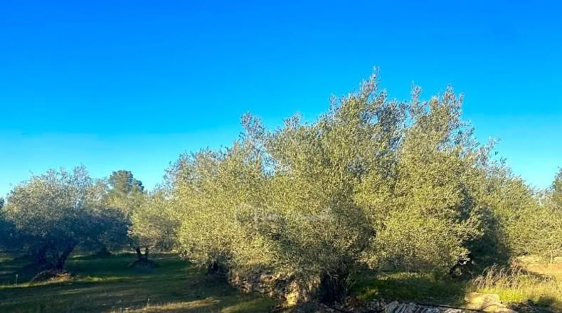 Tarragona - el Perelló - 5051m2