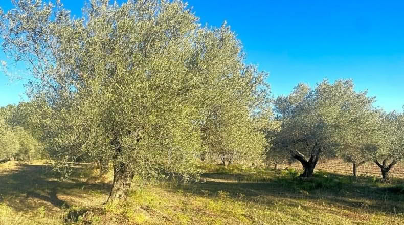 Tarragona - el Perelló - 5051m2