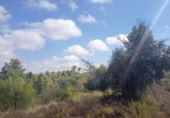Xalet independent amb terreny en venda a la España, Vall-de-roures, ref.: TR319824 foto