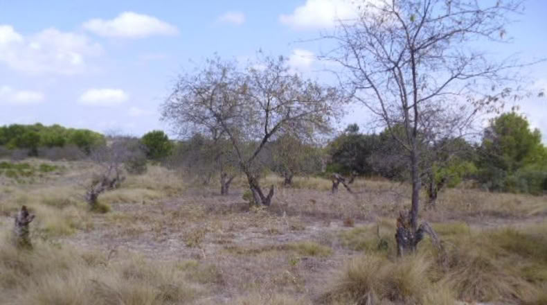 Valencia - Castellón de Rugat - 22000m2
