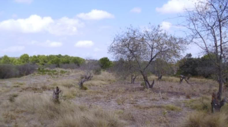 Valencia - Castellón de Rugat - 22000m2