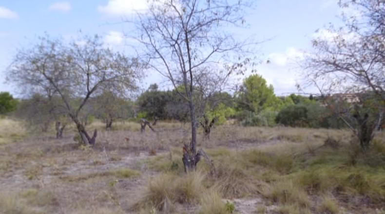 Valencia - Castellón de Rugat - 22000m2