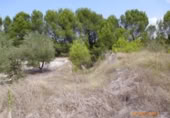 Non-developable land for sale on España, Castelló de Rugat, ref: TR128213 photo