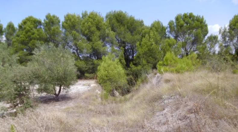 Valencia - Castellón de Rugat - 22000m2