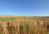 Terreny no urbanitzable en venda a la España, Castellanos de Villiquera, ref.: TR165848 foto