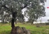 Xalet independent amb terreny en venda a la España, Pedroche, ref.: TR302586 foto