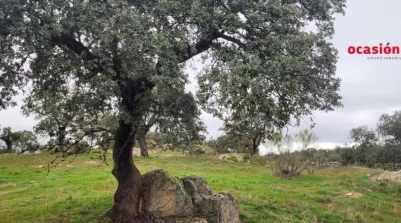 Córdoba - Pedroche - 28050m2