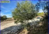 Terreny no urbanitzable en venda a la España, Fortuna, ref.: TR154444 foto