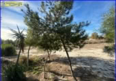 Terreny no urbanitzable en venda a la España, Fortuna, ref.: TR154444 foto
