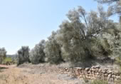 Non-developable land for sale on España, Calaceite, ref: TR167027 photo